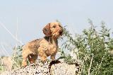 TECKEL POIL DUR (Wirehaired Dachshund)